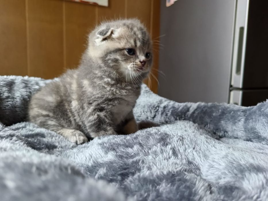 Скоттиш Фолд.  Мальчик.