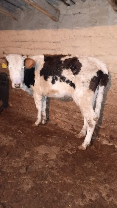 Бузаулы сиыр сатылады