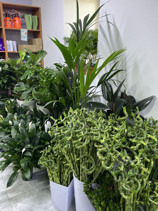 Комнатные растения дешевые