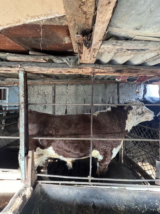 Simental Buqa sotiladi 700 kg