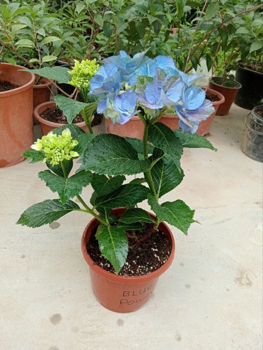 Гортензиялар бог ва  уйингиз учун