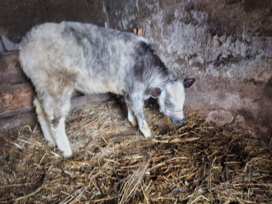 Vițel belgian de crescut