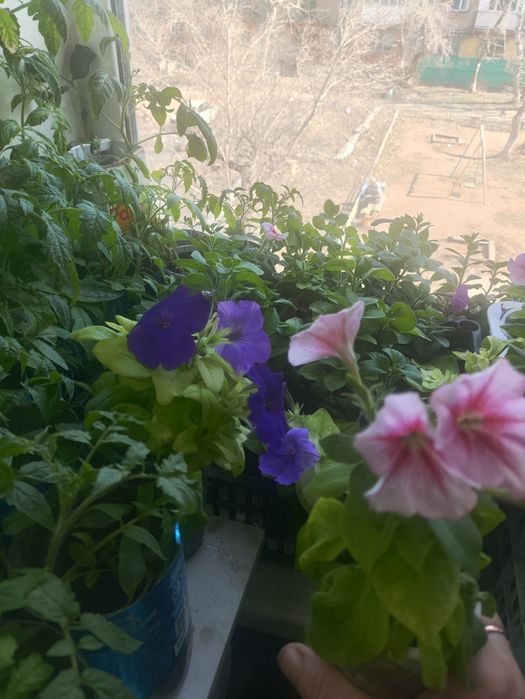 Продаю цветы петуньи