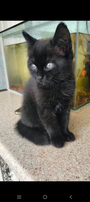 Котенок в добрые руки