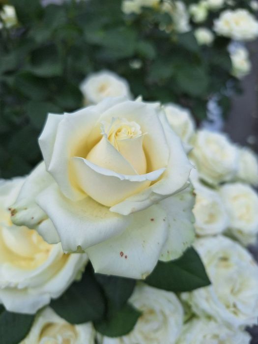 Geran gullar bor atirgul kuchati bor payvand qilingan