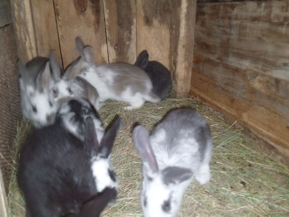 Продам  кроликов