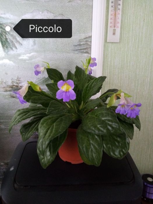 Продаются хириты примулины