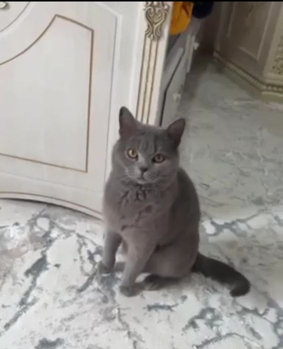 Shotlanskiy  erkak