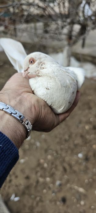 Продам голубей с хорошей игрой