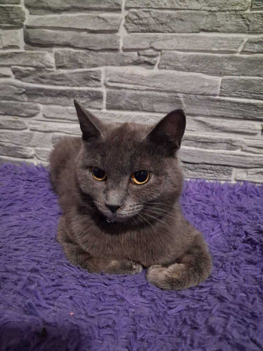 Кошечка САЛЛИ, ей чуть больше года