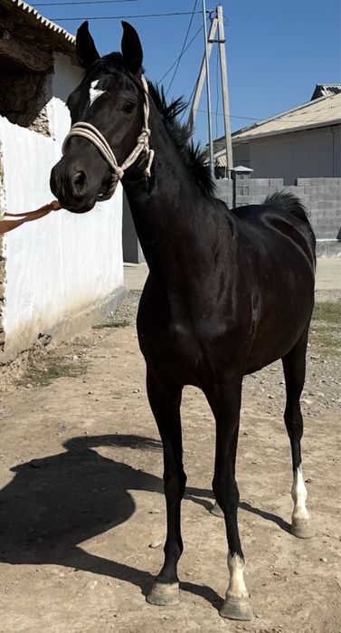 Жабагы 9 айлык Еркек