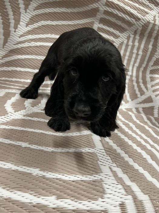 Малки кокер шпаньоли .