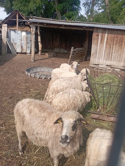 Vând 4 oi  și 3 miei