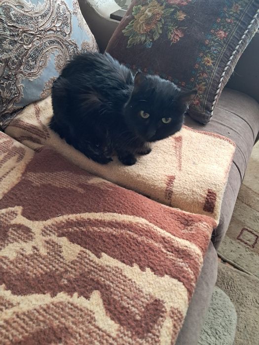 В добрые руки. Ищем новый дом