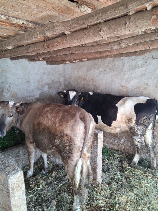 Vând două junici de rasă