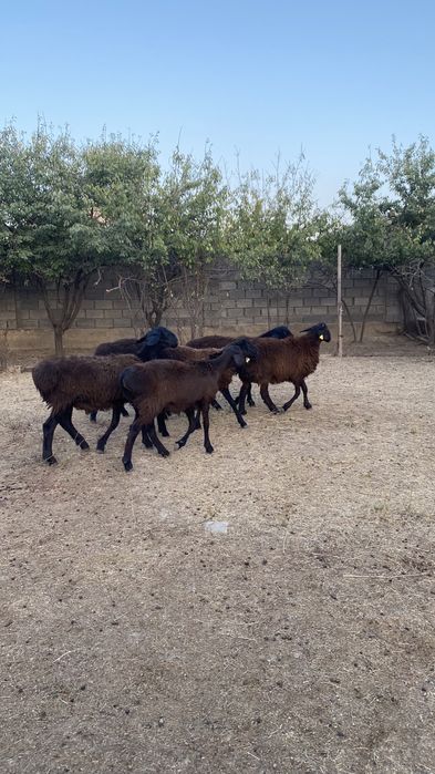 Тоқты қошқарлар сатылады!