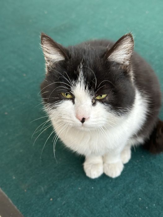 Mushuk tekinga beriladi domshniy qo’lga o’rgangan