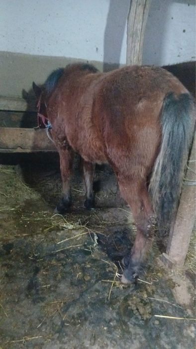 Vand iapa cu manz.      .