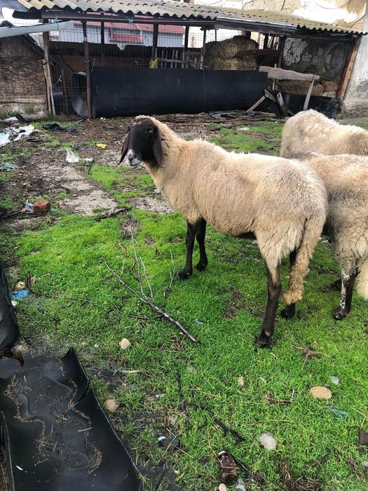 Vand  oi carabase sarbesti 1500