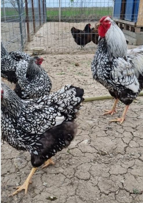 Oua albastre și găini de rasă, gaini și cocosi