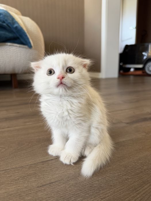 Шотландский вислоухий котенок-девочка, Scottish-fold