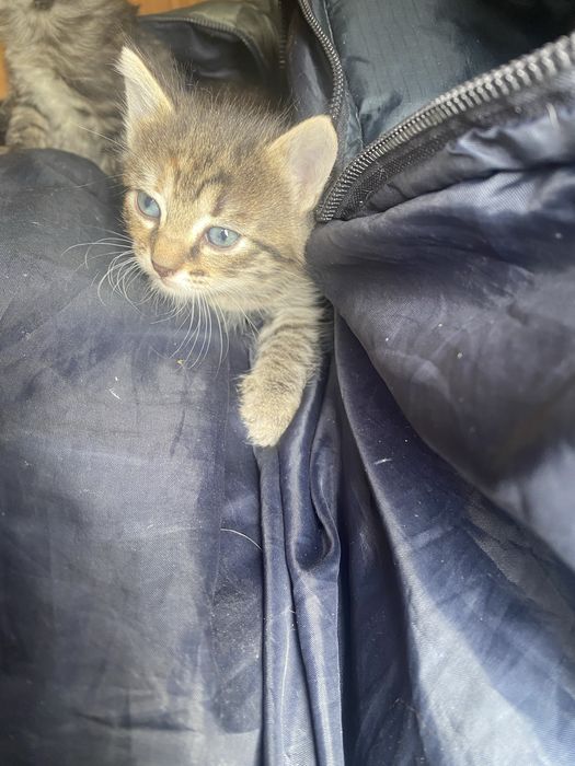 Pui de pisica - adoptati un pui de pisica Teleorman