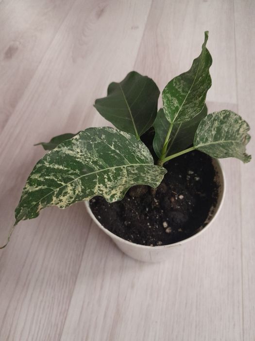 Продам черенки комнатных растений