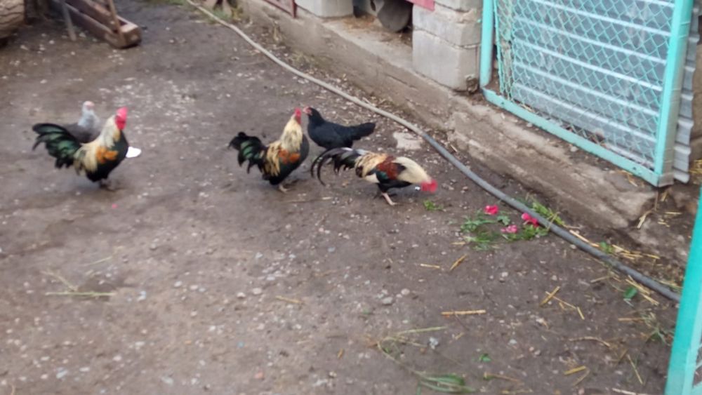 Продам карликовых курей