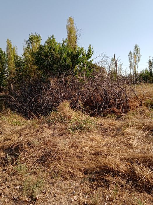 Утин бор сотилади