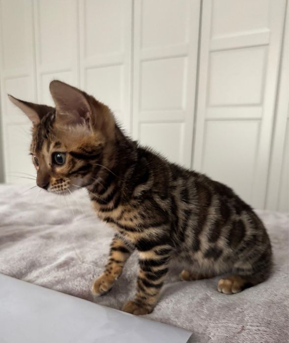 Pui Bengal pur – 10 săptămâni – Mascul