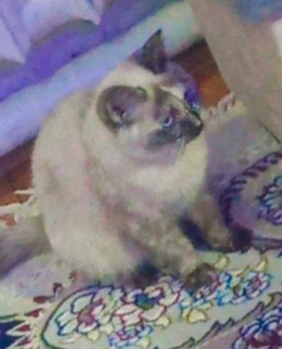 Сямский кот.  Syamskiy mushuk