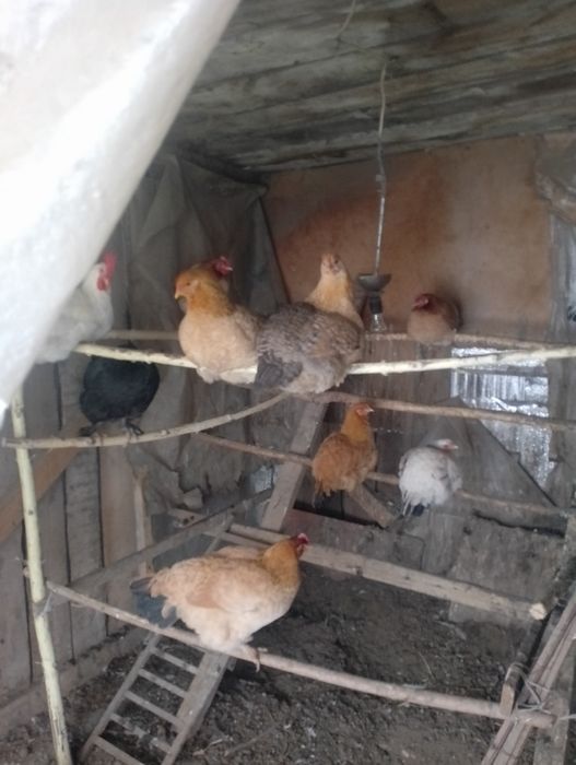 тауықтар сатылады