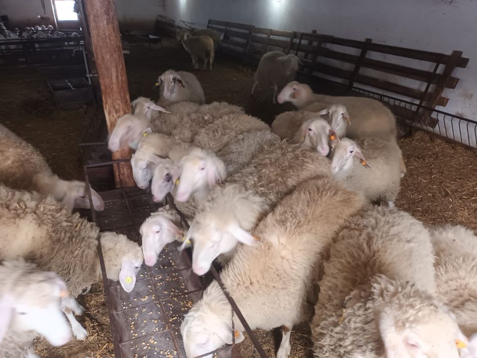 Овце ( дзвийски)