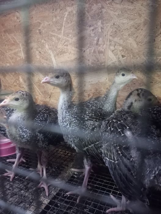 Продаются индюшата