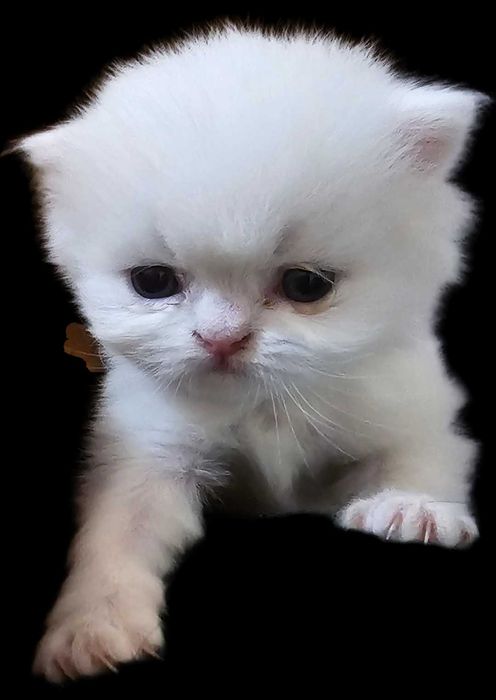 Персийска котка