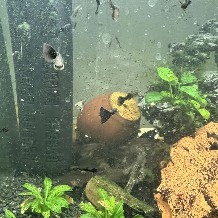 Гуппи черный принц самки готовые