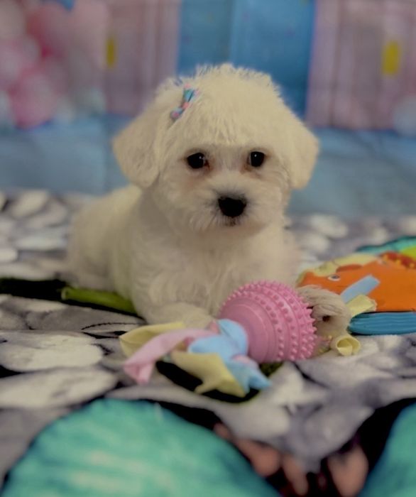 Пудел мини Малтипу – мъжко и женско