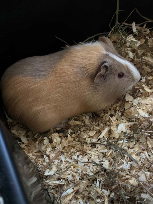 Porcusor de guineea