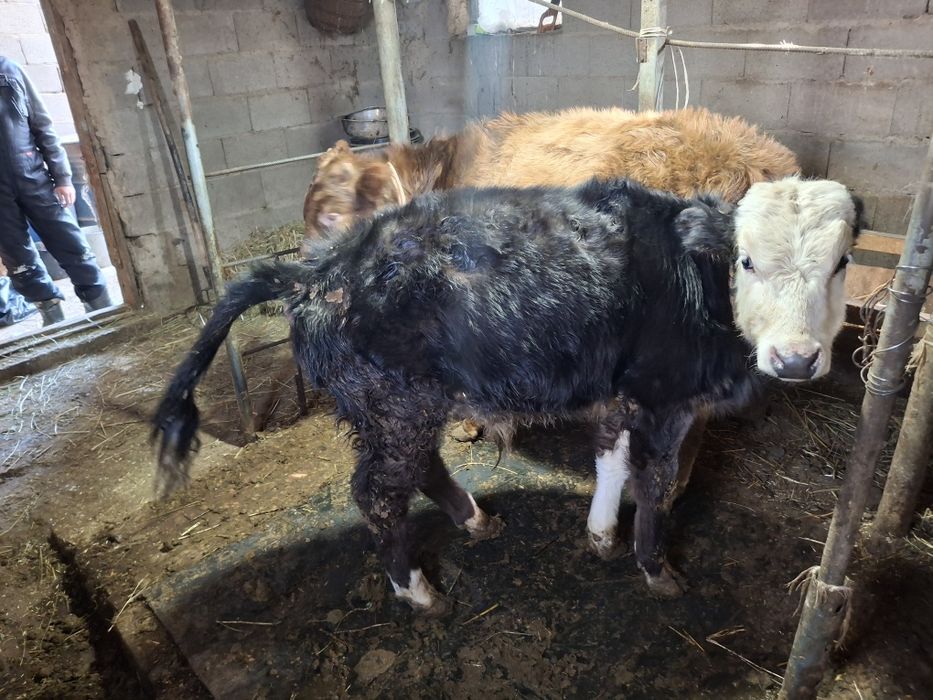 Домашние бычки хорошие