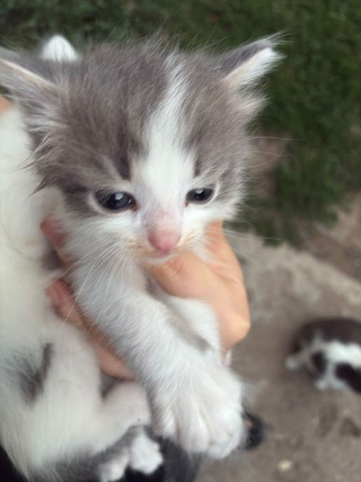 котенок в добрые руки
