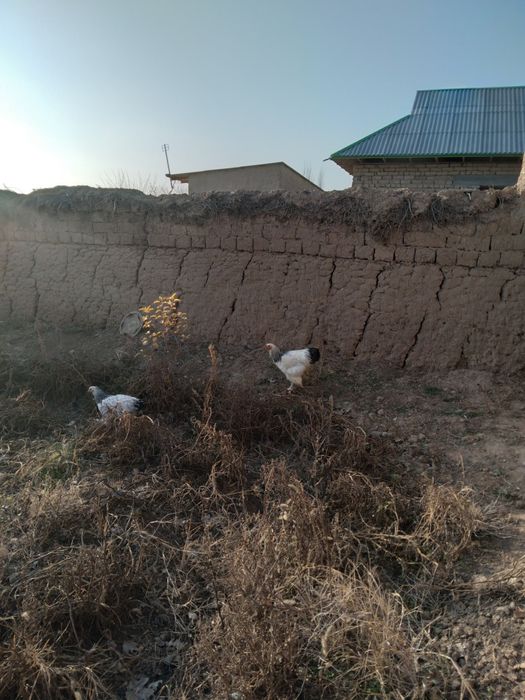 Burama zotdor tovuqlar soglom