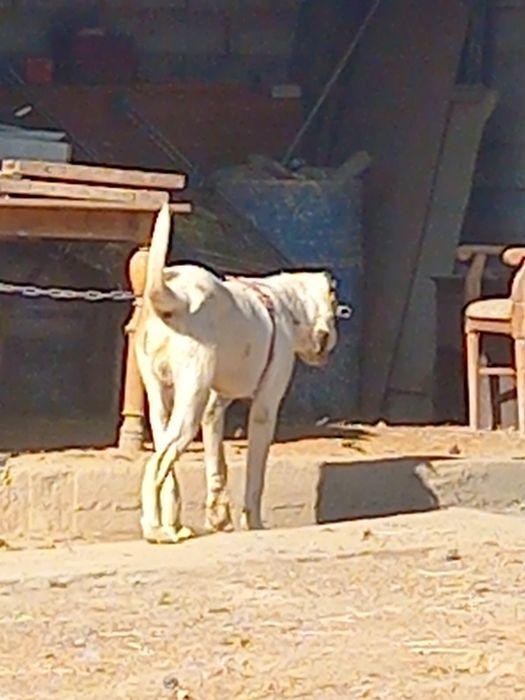 Алабай щенок кобель