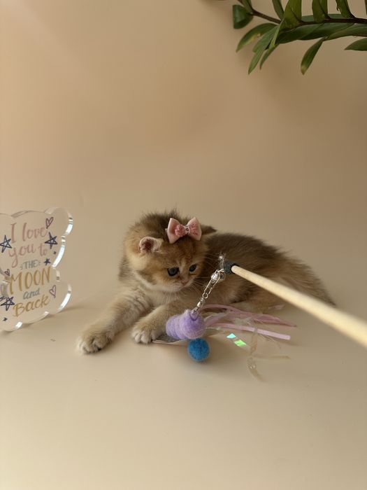 Британский котенок окрас Шиншилла