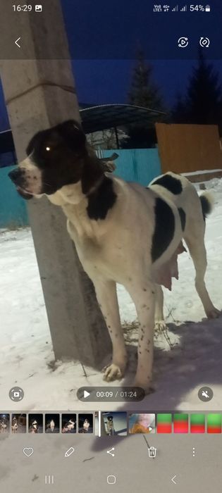 Тобет кушик еркек.