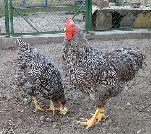 Продам инкубационные яйца