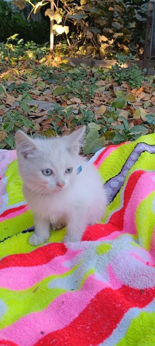 Котята ищут добрые руки