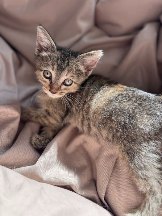 Котенок ищет дом