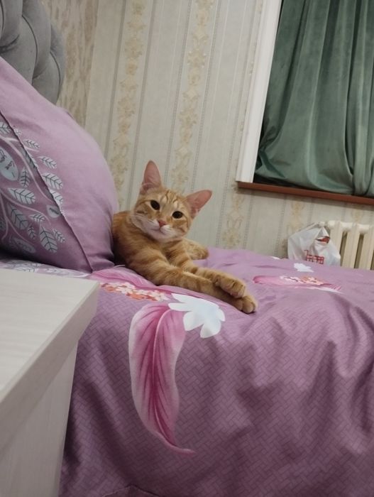 Отдам кота в хорошие руки