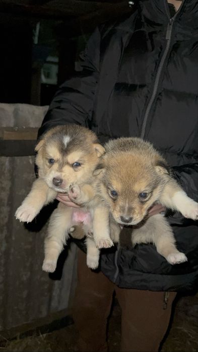 Отдам в хорошие руки