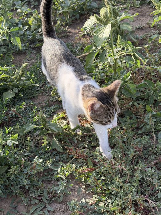 Отдаем котят в добрые руки